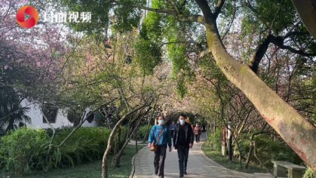 赏花好去处:成都双流棠湖公园海棠花正处于“全盛季”