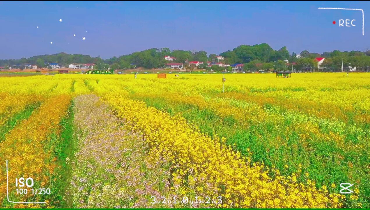 去有花的地方丨来“隆平”打卡彩色油菜花,掉进油画般的春天里!