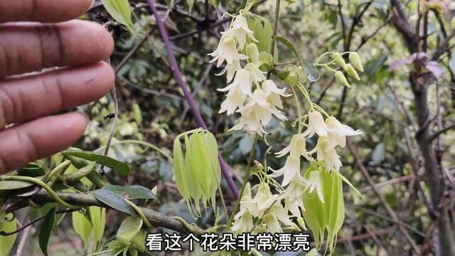 这种植物全株都可入药,果实是非常美味的野果,花朵也非常漂亮,您知道花有什么作用吗