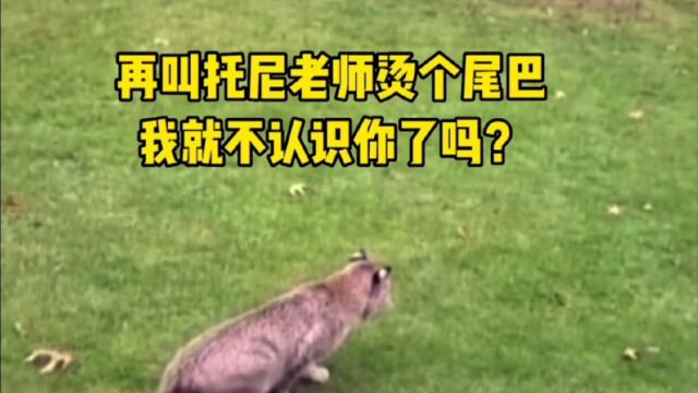 客家猫配音之是鼠就归我管