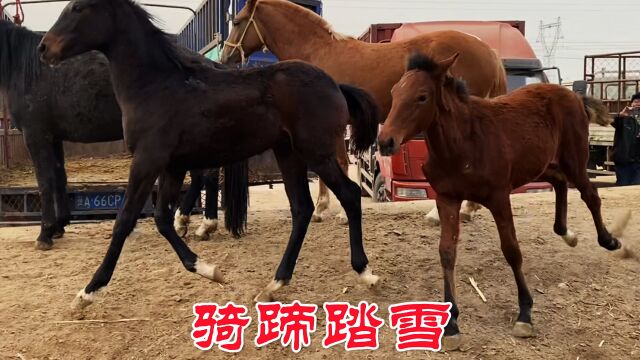 新疆踏雪马“四蹄踏雪一盏灯”黑马白蹄白鼻梁,红马四蹄白银亮