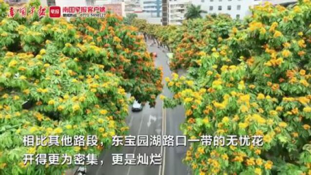 快来邂逅满树金黄!南宁这条路的无忧花开了