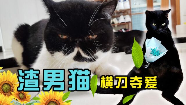 小黑猫的渣男爱情史,横刀夺爱后又出轨劈腿