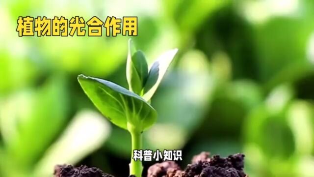 植物光合作用