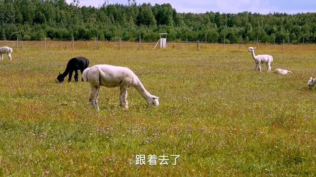 小树林童话之白马