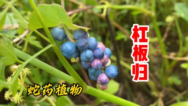 杠板归也叫“蛇倒退”,你知道它的价值吗?