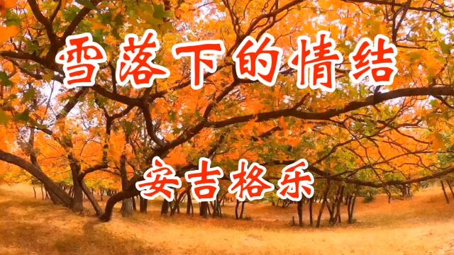 《 雪落下的情节》美妙独特的女低音磁性、感染力强,让人陶醉其中