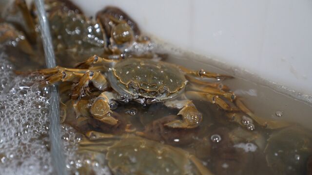 中秋后广州大闸蟹价格跳水,有市场档主称每只降价五元左右