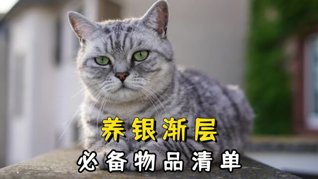 新手养猫需要准备哪些用品?低成本也要精致!