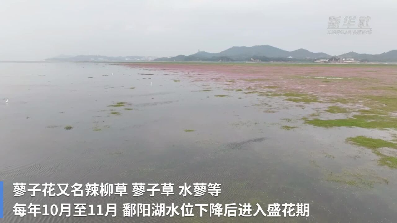 鄱阳湖畔蓼子花开