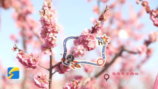 云赏花|春日烂漫 梅香四溢 一起欣赏临沂大学的梅园春景