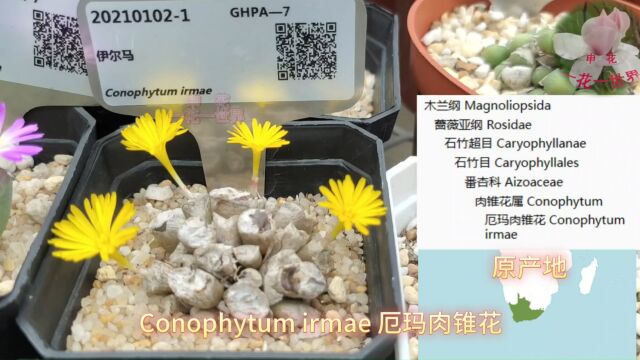 Conophytum irmae 厄玛肉锥花