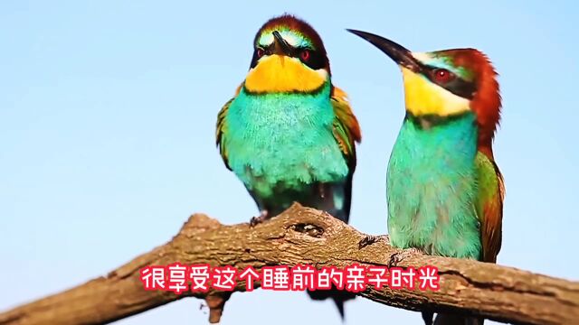 你见过这种鸟吗?