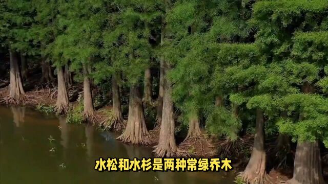 水松和水杉:都喜欢生长在湿地或河流边缘,以独特的形态和美丽的外观而闻名