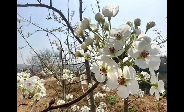 田间地头走一走,风景这边独好!#花开时节留住美好 #梨园又一春 #一份耕耘一份收获 #能为劳动人民点个赞吗 ?^^