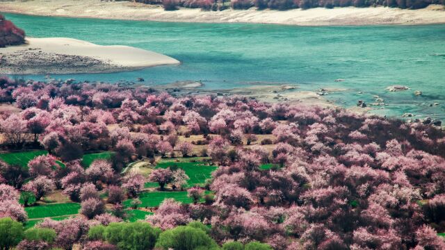 西藏林芝:大峡谷中觅桃源,雅鲁藏布竞芳华