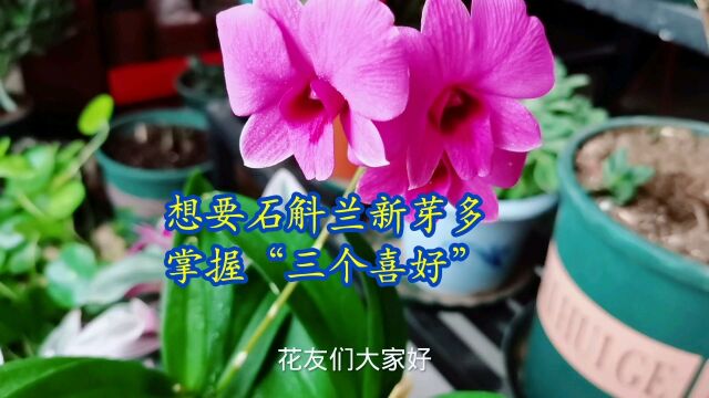 想要养好石斛兰,掌握“三个喜好”