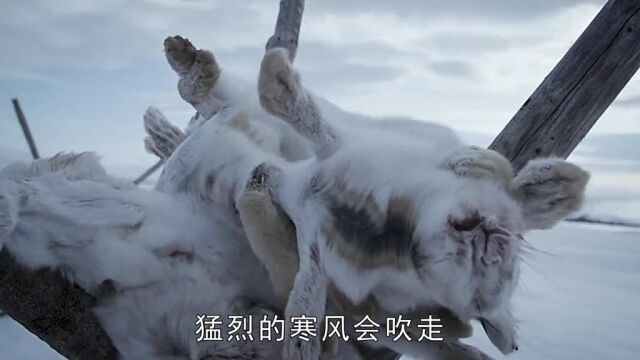 d206集:暴风雪袭来#零度以下的生活#纪录片