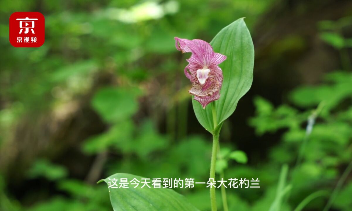 在京西高山草甸邂逅“植物界的大熊猫”