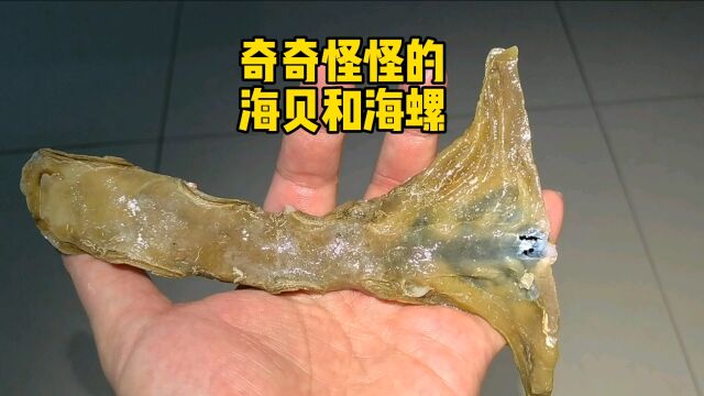 这样海螺和海贝你见过吗?