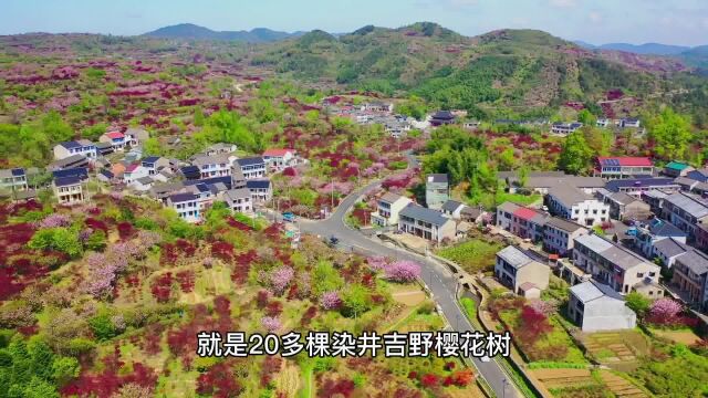 白鹿村、上马村、雅庄村,经典赏樱路