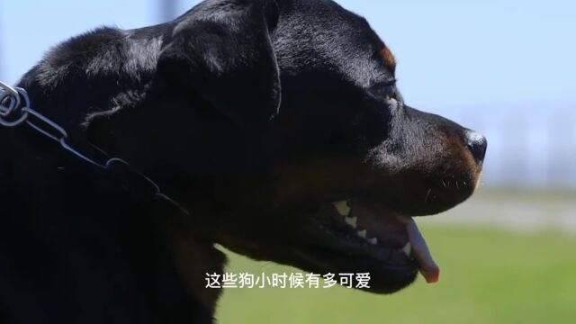 小时候这么可爱的萌犬,