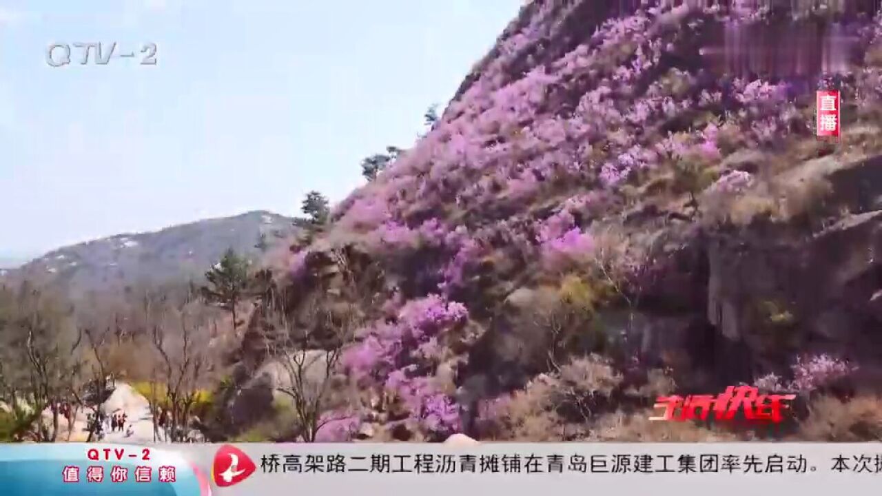 花海醉游人:杜鹃花开如云霞,烂漫春色满山坡