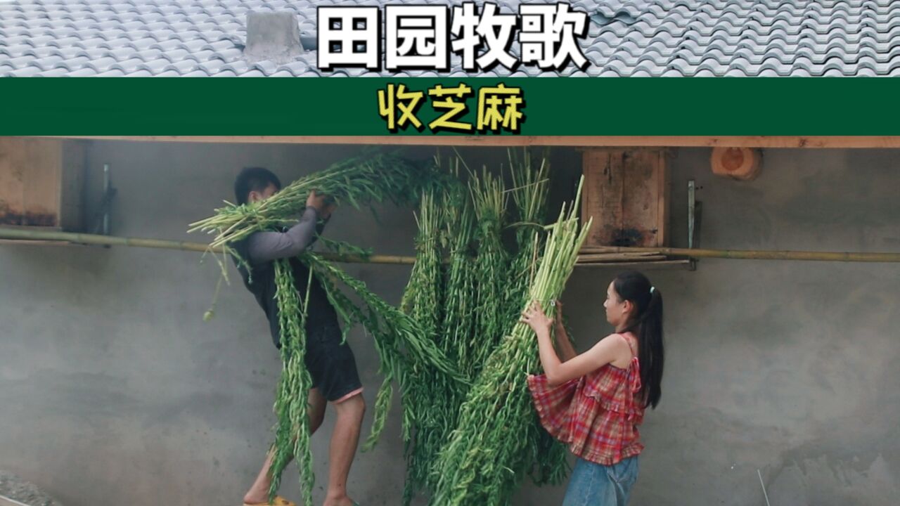 两米高的芝麻,这产量杠杠的