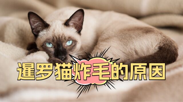 猫咪炸毛?也许是它生气了!