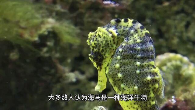 冷知识:关于海马的冷知识你知道吗?