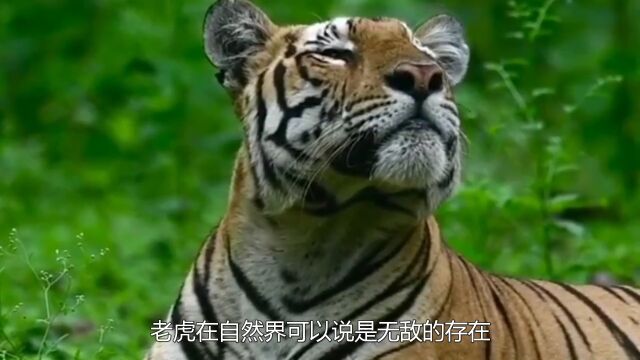 老人常说“虎生三子,必有一彪”,这“彪”究竟是什么动物呢?