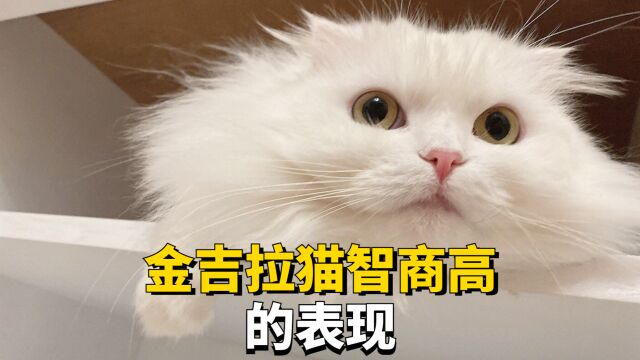 高智商金吉拉猫有什么表现,快来看看你家猫有没有吧!