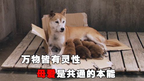 流浪狗被抓惨遭安乐死，为保护幼小的狗崽，它奋不顾身与人类抗衡