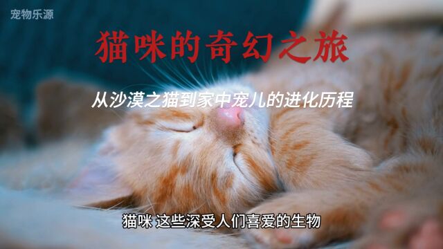 猫咪的奇幻之旅:从沙漠之猫到家中宠儿的进化历程