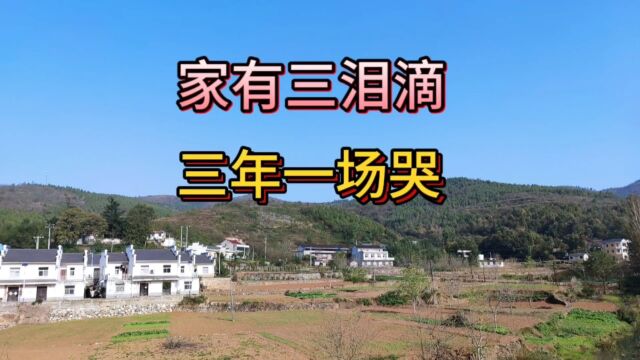 俗语“家有三泪滴,三年一场哭”!什么是滴泪屋?