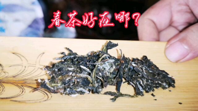 春茶到底那里好?春茶好在哪?