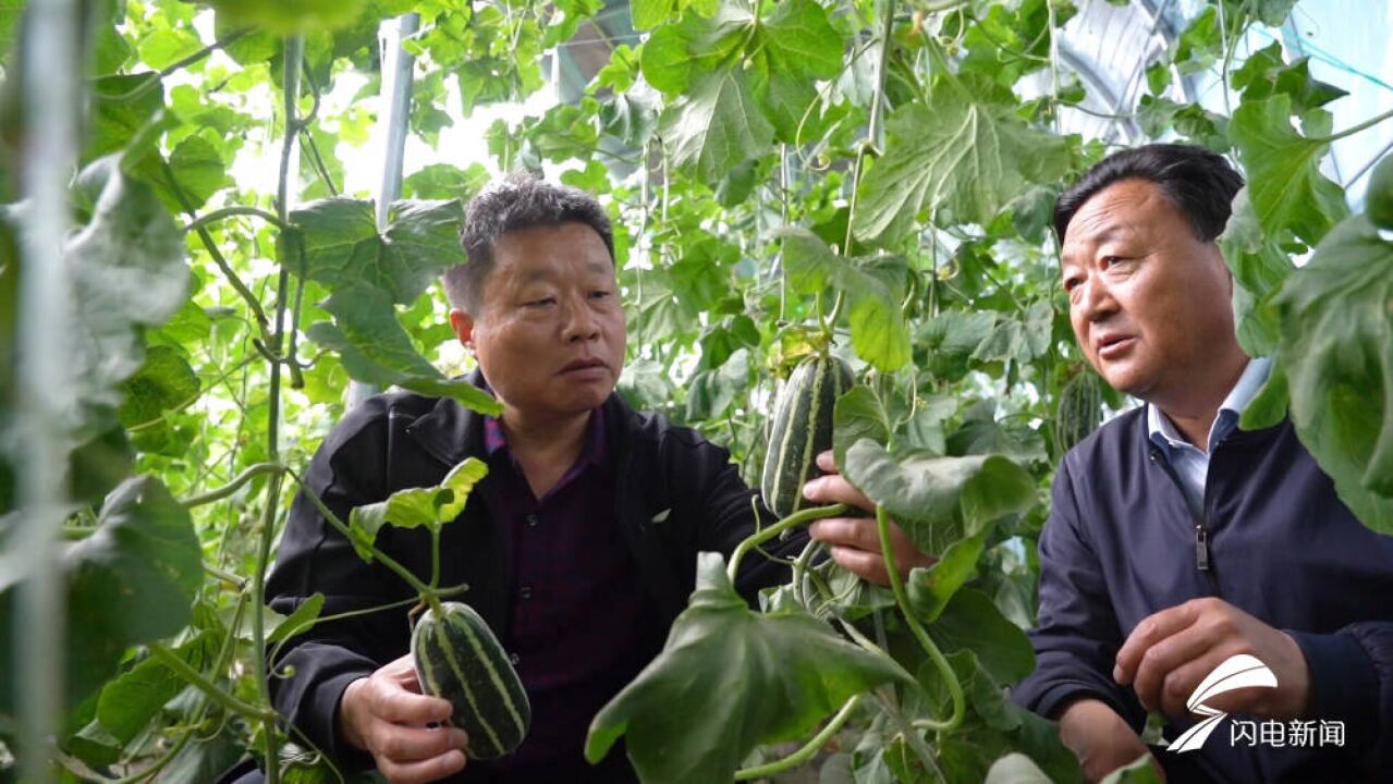 武城:大风降雨天气来袭 农技专家指导大棚管理