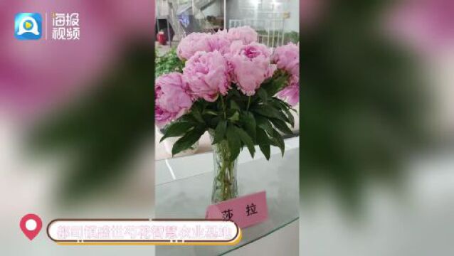 不出远门怎么玩?这份深度游攻略带你趣玩菏泽