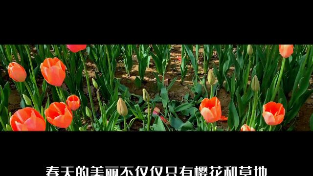 西安兴庆宫郁金香花海