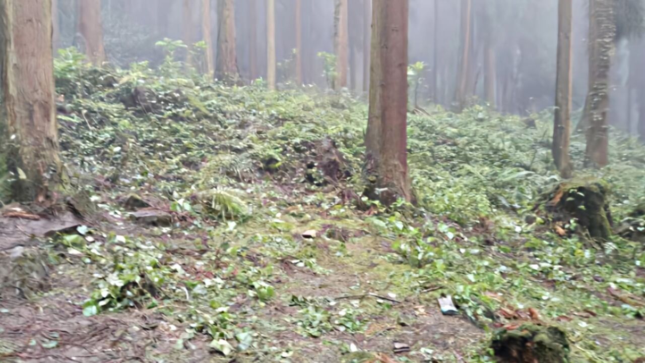 四川什邡一林场发现3名死者 警方通报:外地人,均系服毒自杀