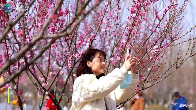 【“暗香疏影”赏梅花】阳光明媚,春意盎然,襄阳月亮湾公园梅花盛开,吸引了许多市民前来踏春赏花.梅花吐蕊绽放,暗香疏影,为春天增添了一道亮丽...