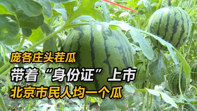 庞各庄头茬瓜带着“身份证”上市,预计到7月北京市民人均一个瓜