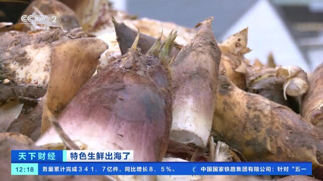 特色生鲜出海了 浙江宁波:笋制品远销海外 原材料春笋供不应求