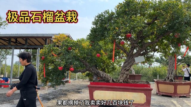 山东大型盆栽石榴全国出名,一棵就高达十几万“天价”,堪称极品