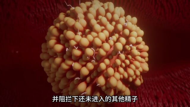 3分钟带你看完,精子与卵子的结合过程!