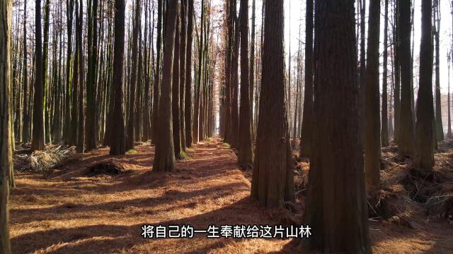 专题片《小陇山苍松》