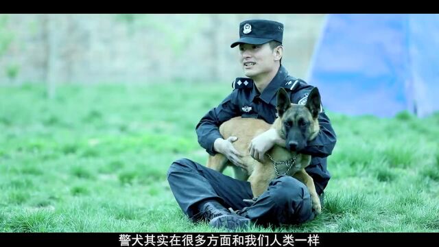 【五四传承 青春荣耀】警犬训导员的“警”色青春