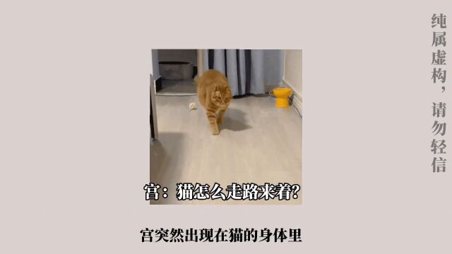 变猫的第一天:我错了我真的错了 变猫的第n天:变猫真好!!!可以钻被窝