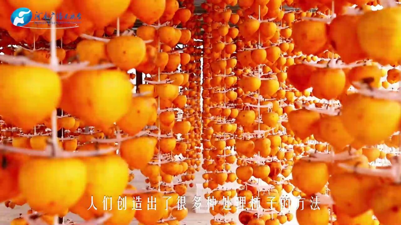 霜降|河南拍了拍你 愿你“柿柿”如意