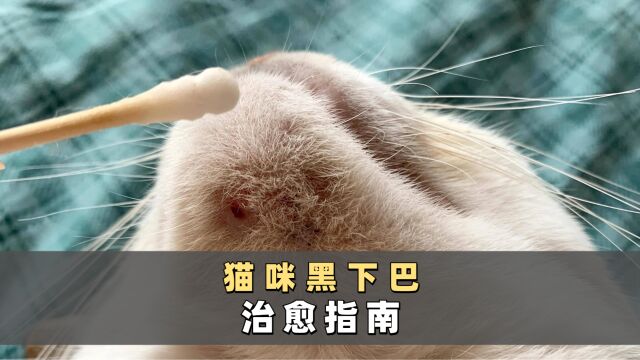 猫咪黑下巴治愈指南